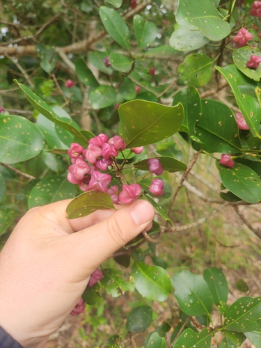 Acronychia laevis