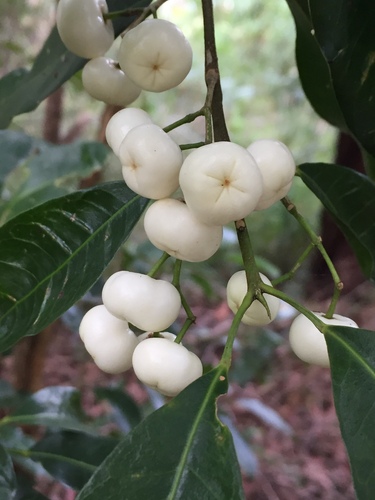 Acronychia oblongifolia (Southern lemon aspen) — photo