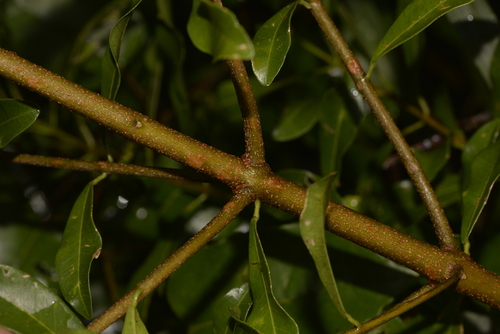Acronychia oblongifolia (Southern lemon aspen) — photo