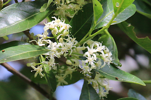 Acronychia oblongifolia