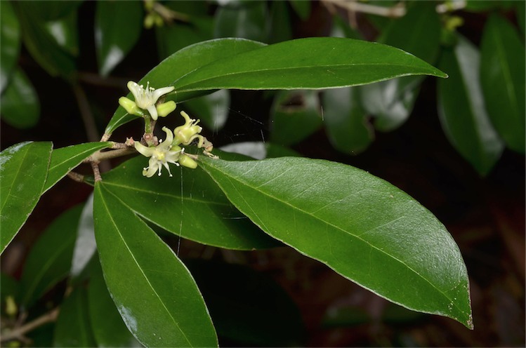 Acronychia parviflora