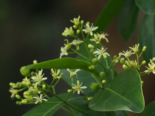Acronychia pedunculata