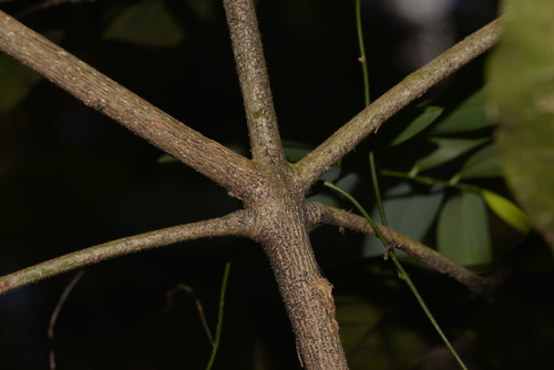 Acronychia pubescens (Hairy Acronychia) — photo