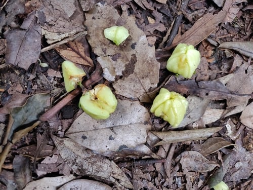 Acronychia suberosa