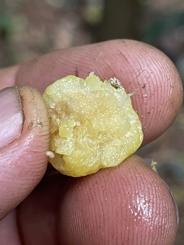 Acronychia vestita (Fuzzy lemon aspen) — photo