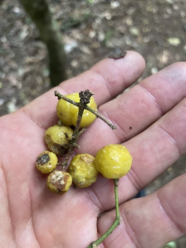 Acronychia vestita (Fuzzy lemon aspen) — photo