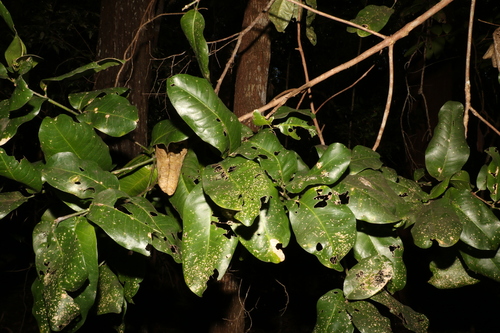 Acronychia wilcoxiana (Silver aspen) — photo