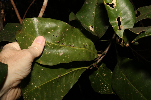 Acronychia wilcoxiana (Silver aspen) — photo