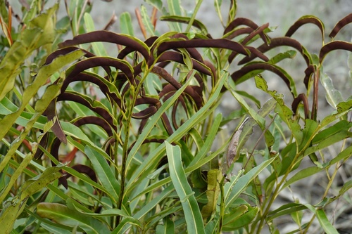 Acrostichum aureum (Golden Mangrove fern) — photo