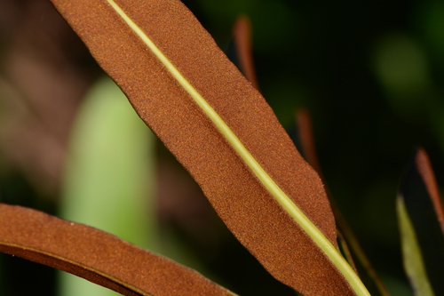 Acrostichum aureum (Golden Mangrove fern) — photo