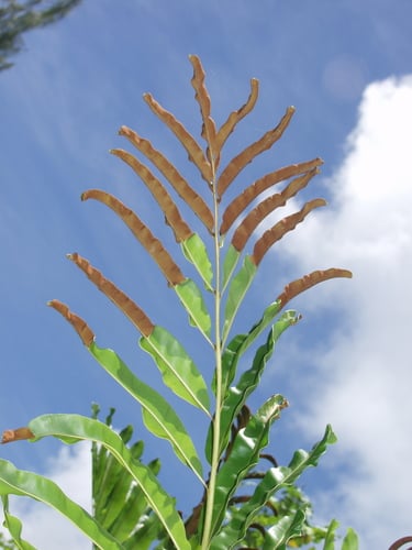 Pteridaceae
