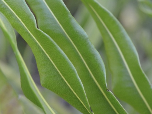 Acrostichum danaeifolium (Giant fern) — photo