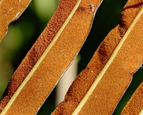 Acrostichum danaeifolium (Giant fern) — photo
