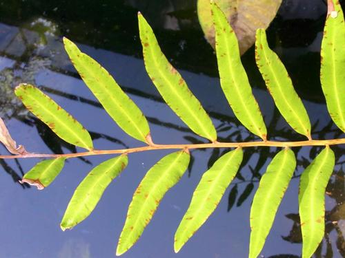 Acrostichum speciosum (Mangrove fern) — photo