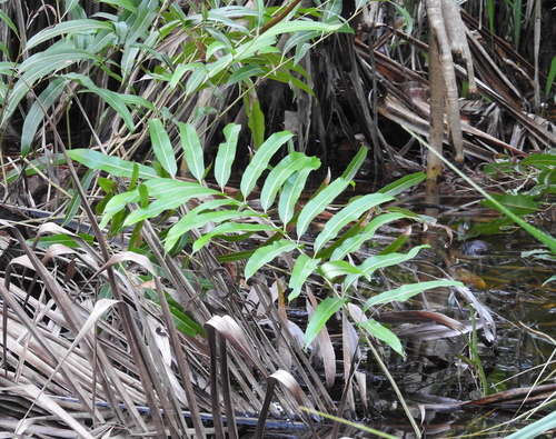 Acrostichum speciosum (Mangrove fern) — photo