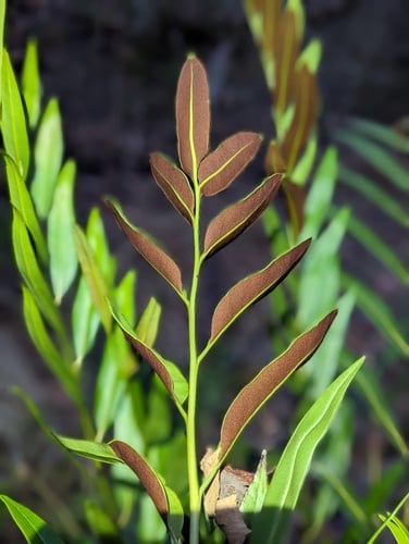 Acrostichum speciosum