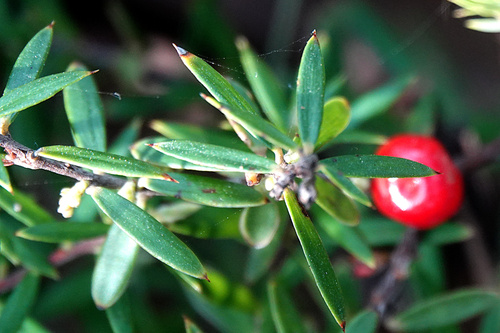 Acrotriche aggregata (Tall groundberry) — photo