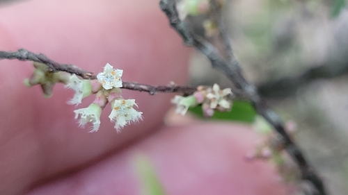 Acrotriche aggregata (Tall groundberry) — photo