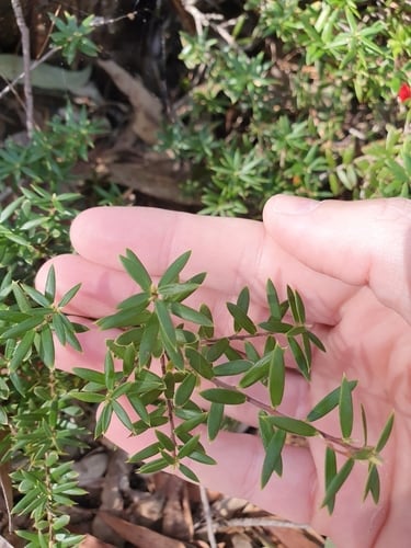 Ericaceae
