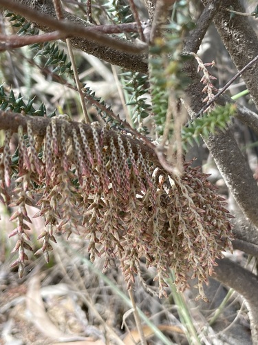 Acrotriche depressa (Wiry Ground-berry) — photo