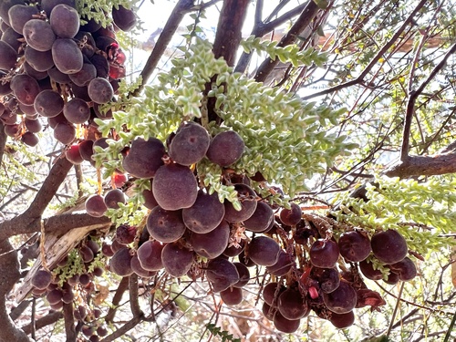 Acrotriche depressa (Wiry Ground-berry) — photo