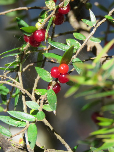 Acrotriche divaricata — photo