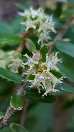 Acrotriche divaricata — photo