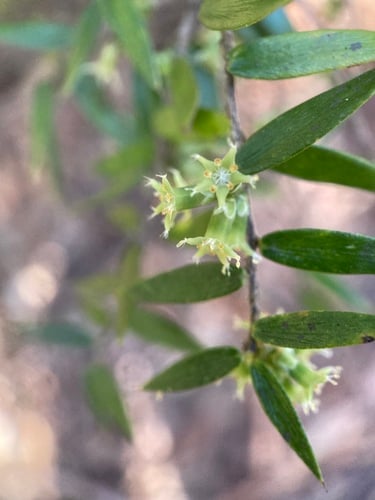 Acrotriche divaricata