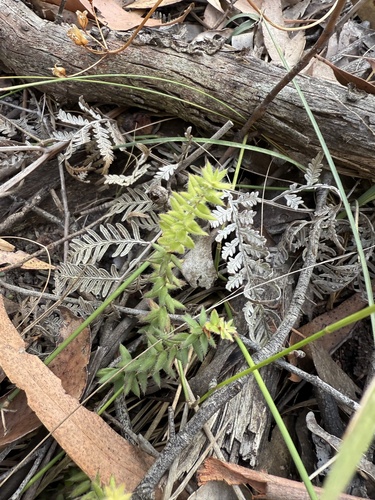 Acrotriche prostrata (Trailing ground berry) — photo