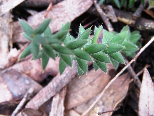 Acrotriche prostrata