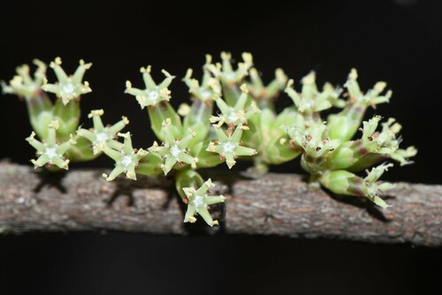 Acrotriche rigida — photo