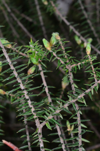 Acrotriche rigida — photo