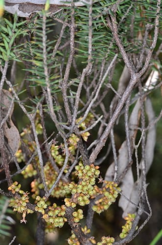 Acrotriche rigida