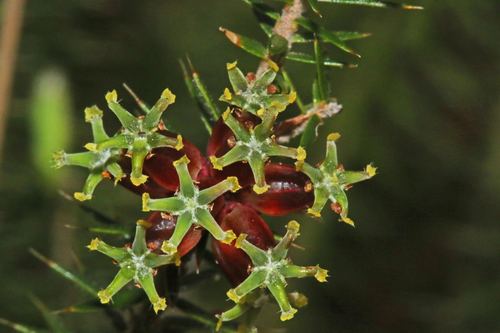 Acrotriche serrulata (Southern heath) — photo