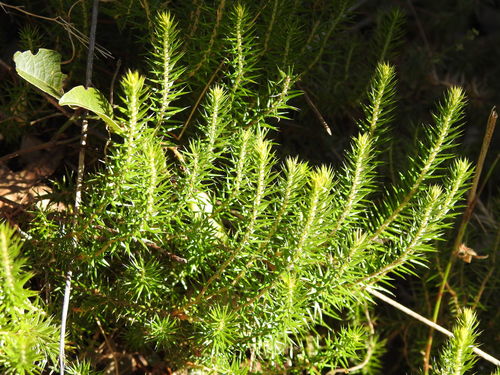 Acrotriche serrulata (Southern heath) — photo