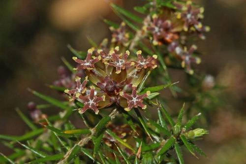 Acrotriche serrulata