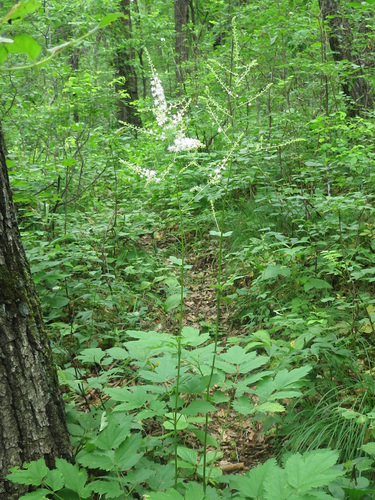 Actaea dahurica — photo