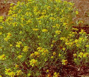 Actinella odorata (Bitterweed) — photo