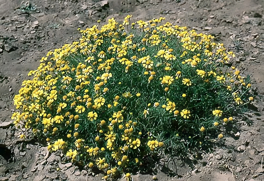 Actinella odorata