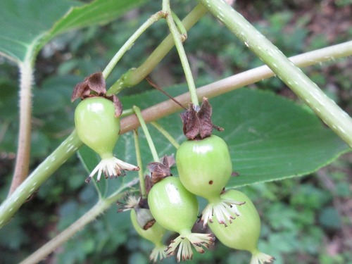 Actinidia arguta var. purpurea (Purpurea) — photo