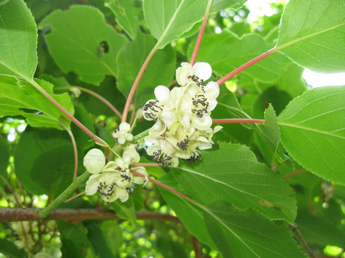 Actinidia arguta var. purpurea