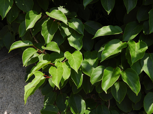 Actinidia arguta x melanandra (Ken’s red) — photo