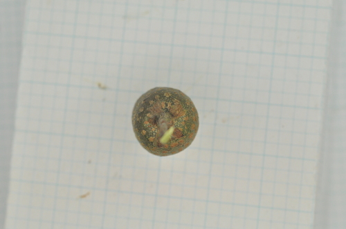 Actinidia arisanensis — photo