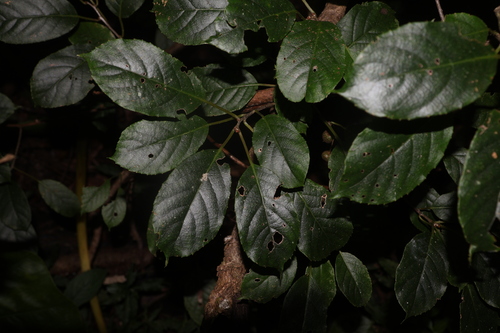 Actinidia arisanensis — photo