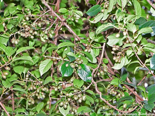 Actinidia arisanensis