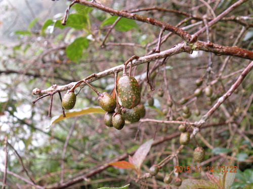 Actinidia callosa (Kokuwa) — photo