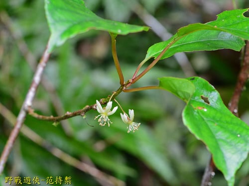 Actinidia callosa
