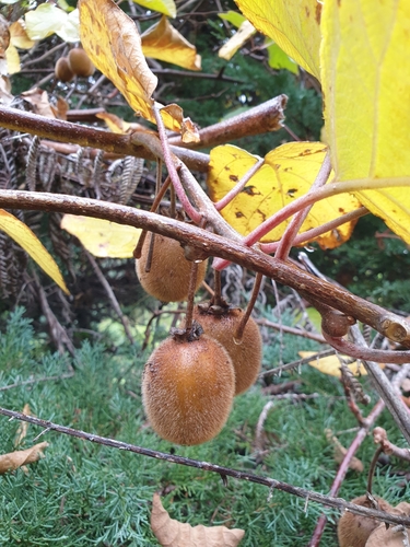 Actinidia chinensis (Chinese gooseberry) — photo