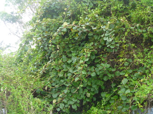 Actinidia chinensis (Chinese gooseberry) — photo