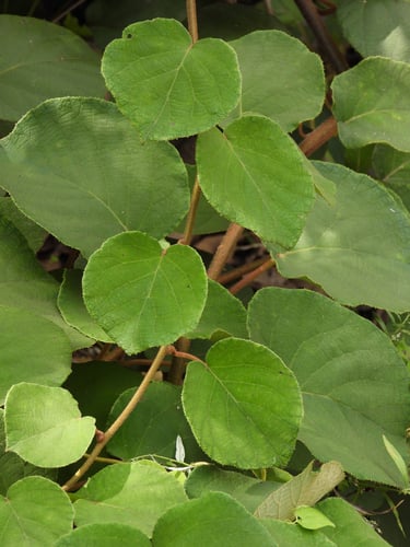 Actinidia chinensis